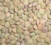 Green Lentils 500g